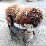 Kozel a kočka v Šestajovicích