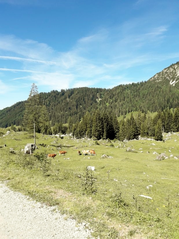 Krávy na horských loukách
