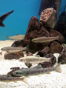 Akvária s rybami, Schrems